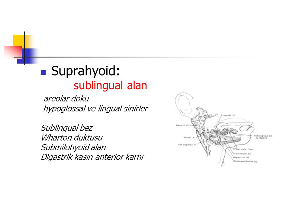 Suprahyoid: sublingual alan areolar doku
