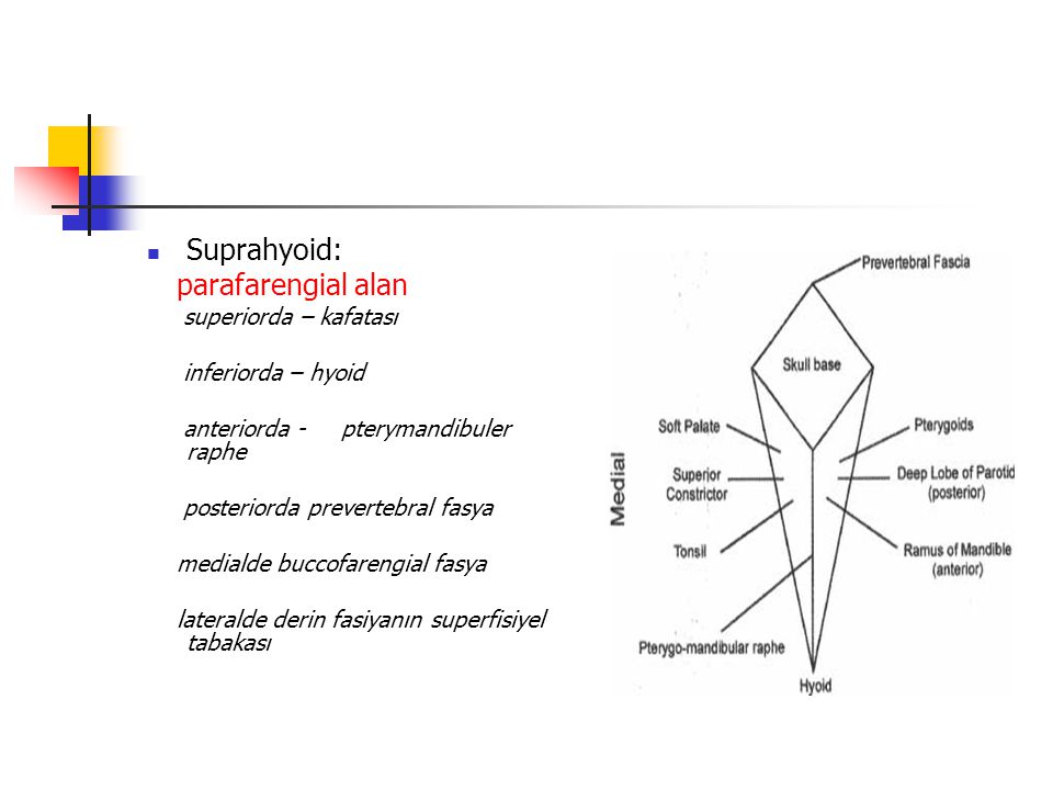 Suprahyoid: parafarengial alan superiorda – kafatası