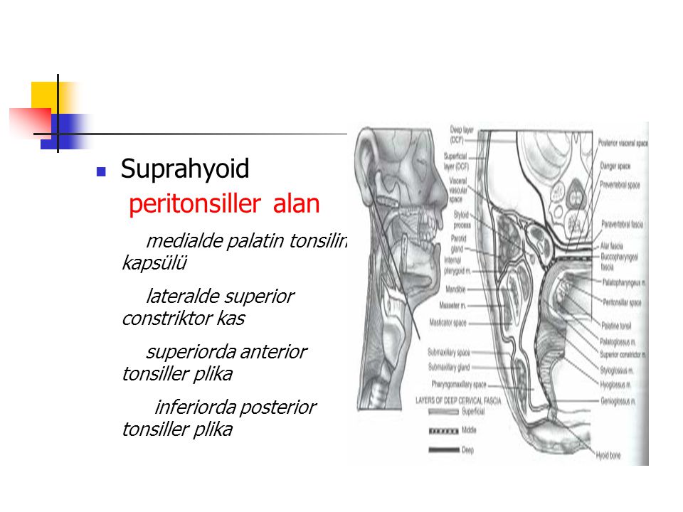 Suprahyoid peritonsiller alan. medialde palatin tonsilin kapsülü. lateralde superior constriktor kas.