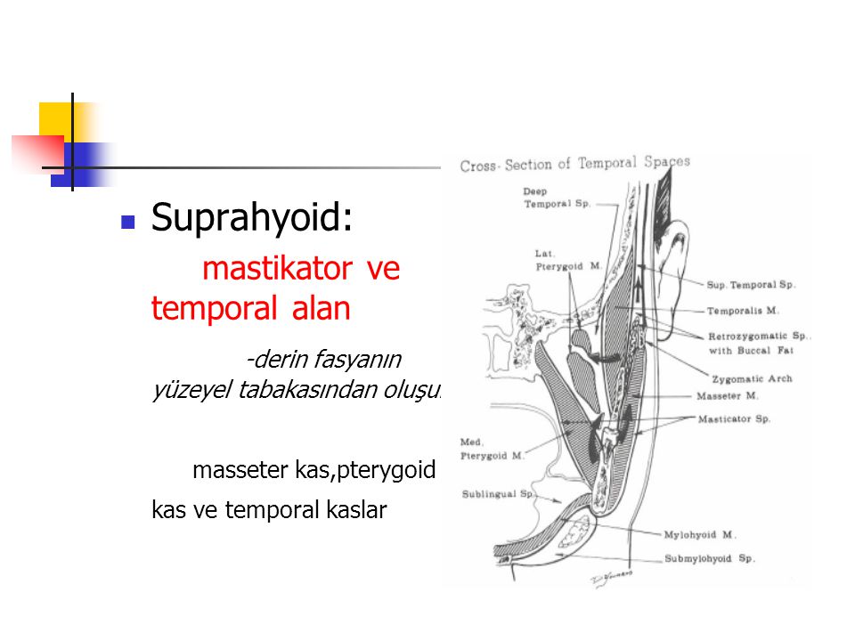 Suprahyoid: mastikator ve temporal alan
