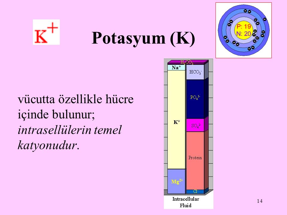 Potasyum (K) vücutta özellikle hücre içinde bulunur; intrasellülerin temel katyonudur.