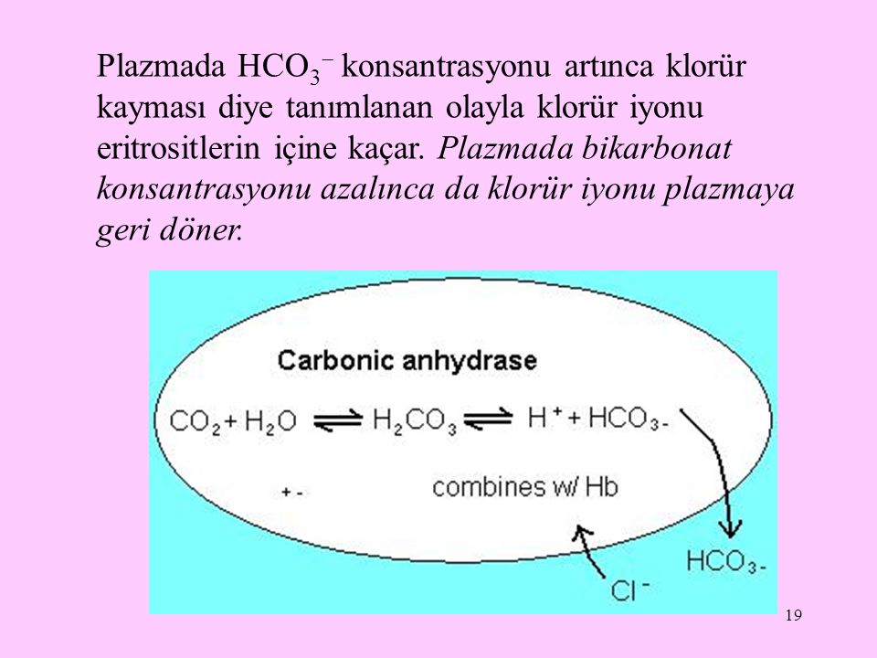 Plazmada HCO3 konsantrasyonu artınca klorür kayması diye tanımlanan olayla klorür iyonu eritrositlerin içine kaçar.
