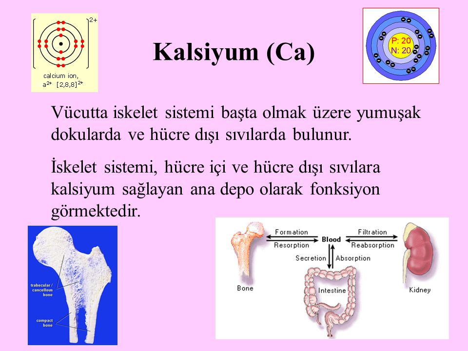 Kalsiyum (Ca) Vücutta iskelet sistemi başta olmak üzere yumuşak dokularda ve hücre dışı sıvılarda bulunur.