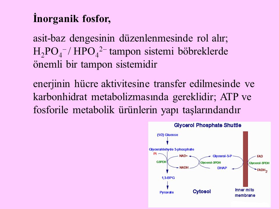 İnorganik fosfor, asit-baz dengesinin düzenlenmesinde rol alır; H2PO4 / HPO42 tampon sistemi böbreklerde önemli bir tampon sistemidir.