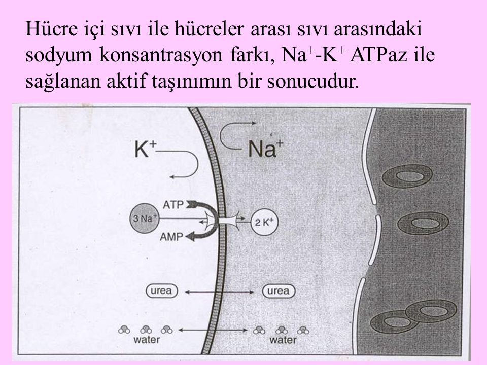Hücre içi sıvı ile hücreler arası sıvı arasındaki sodyum konsantrasyon farkı, Na+-K+ ATPaz ile sağlanan aktif taşınımın bir sonucudur.