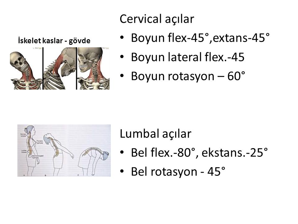 Cervical açılar Boyun flex-45°,extans-45° Boyun lateral flex.-45