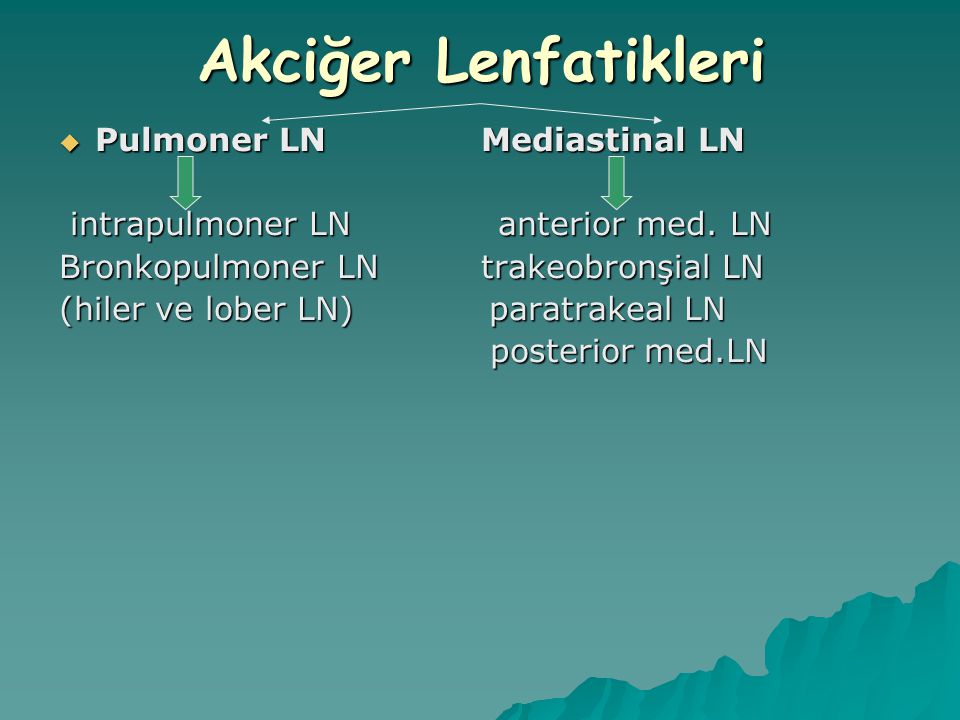 Akciğer Lenfatikleri Pulmoner LN Mediastinal LN