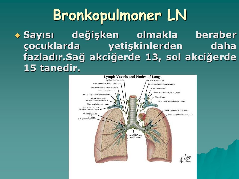 Bronkopulmoner LN Sayısı değişken olmakla beraber çocuklarda yetişkinlerden daha fazladır.Sağ akciğerde 13, sol akciğerde 15 tanedir.