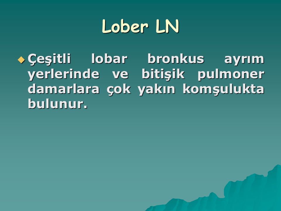 Lober LN Çeşitli lobar bronkus ayrım yerlerinde ve bitişik pulmoner damarlara çok yakın komşulukta bulunur.