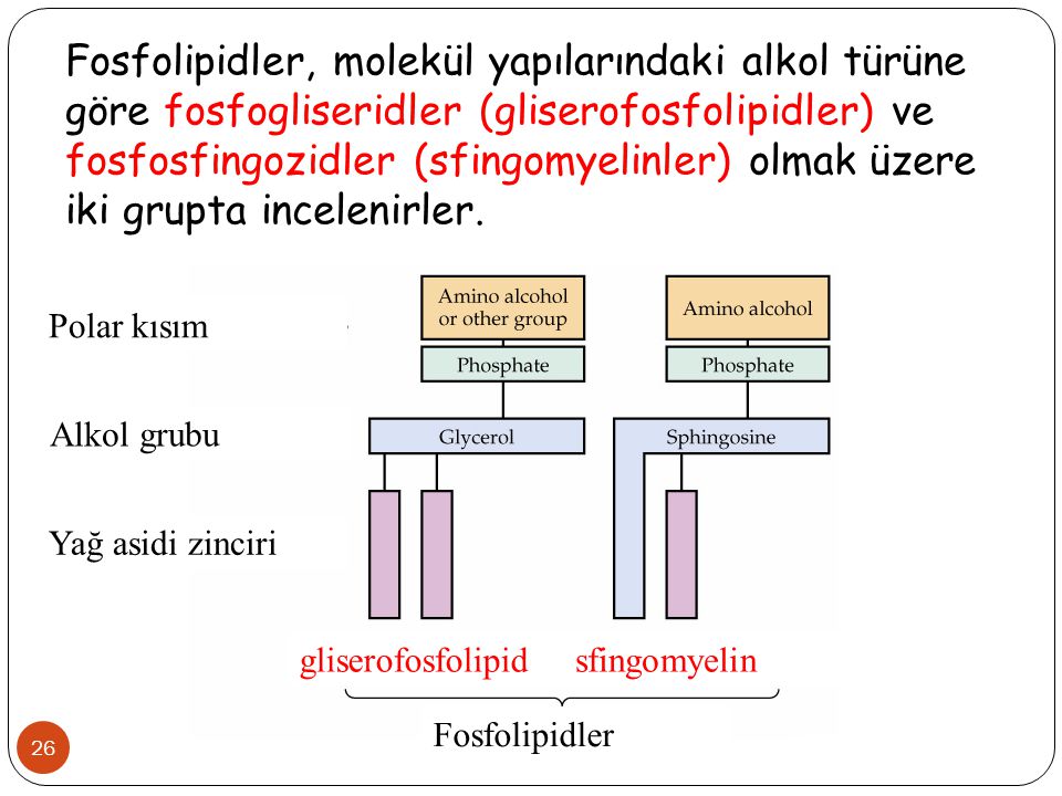 Fosfolipidler, molekül yapılarındaki alkol türüne göre fosfogliseridler (gliserofosfolipidler) ve fosfosfingozidler (sfingomyelinler) olmak üzere iki grupta incelenirler.