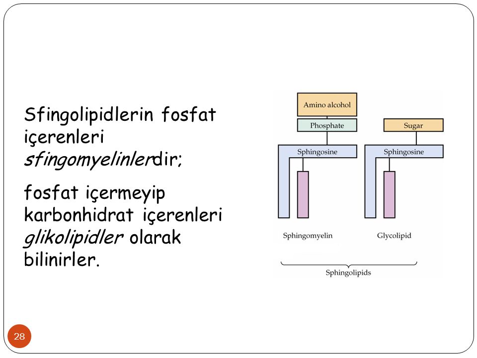 Sfingolipidlerin fosfat içerenleri sfingomyelinlerdir;
