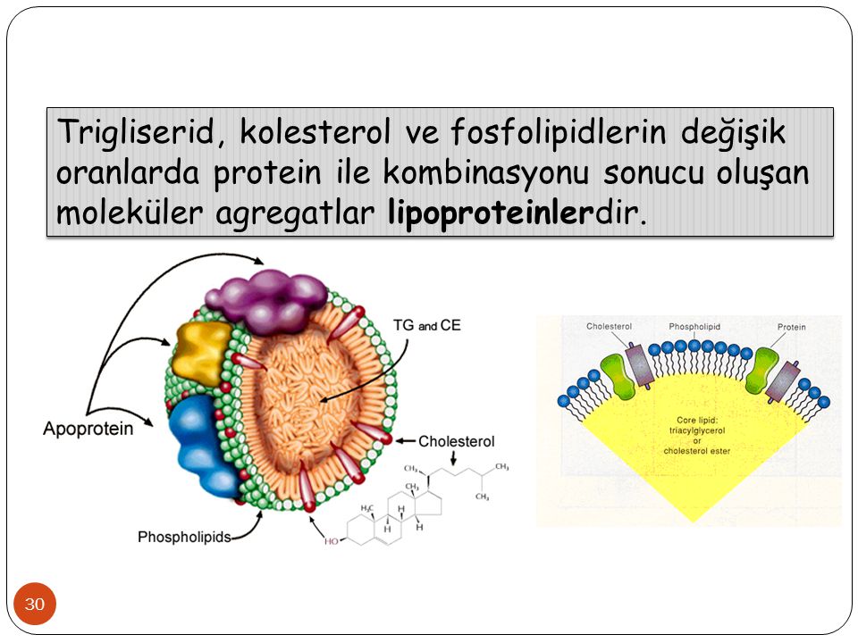 Trigliserid, kolesterol ve fosfolipidlerin değişik oranlarda protein ile kombinasyonu sonucu oluşan moleküler agregatlar lipoproteinlerdir.