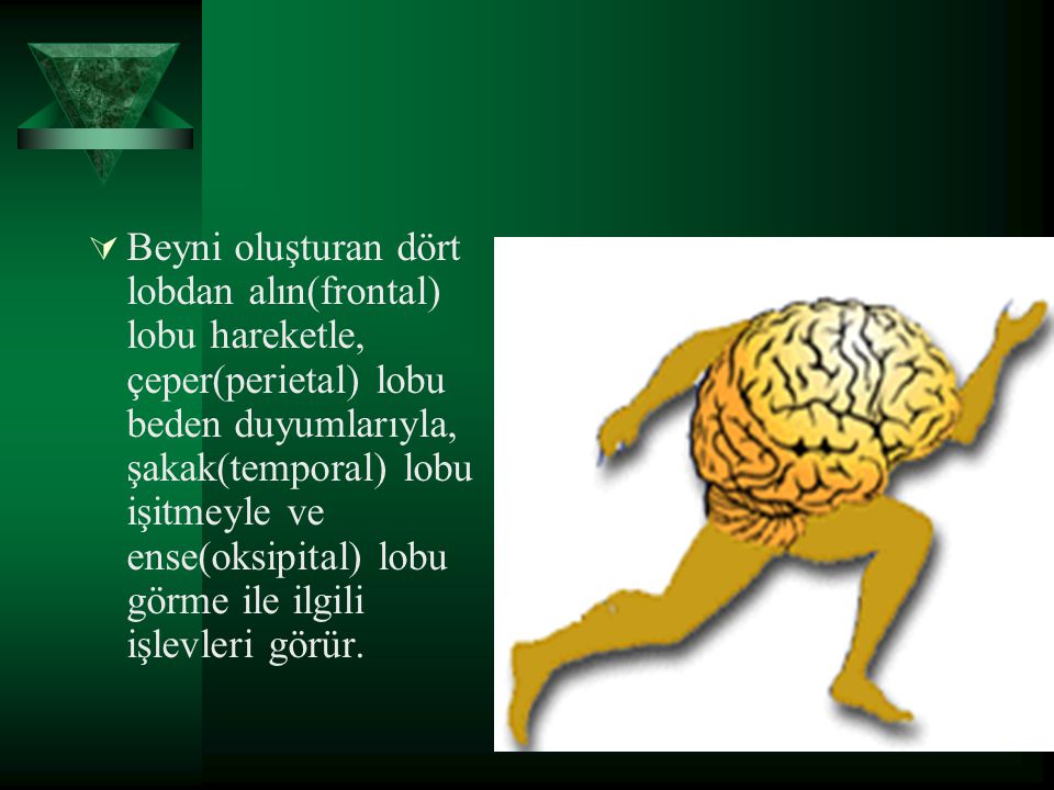 Beyni oluşturan dört lobdan alın(frontal) lobu hareketle, çeper(perietal) lobu beden duyumlarıyla, şakak(temporal) lobu işitmeyle ve ense(oksipital) lobu görme ile ilgili işlevleri görür.