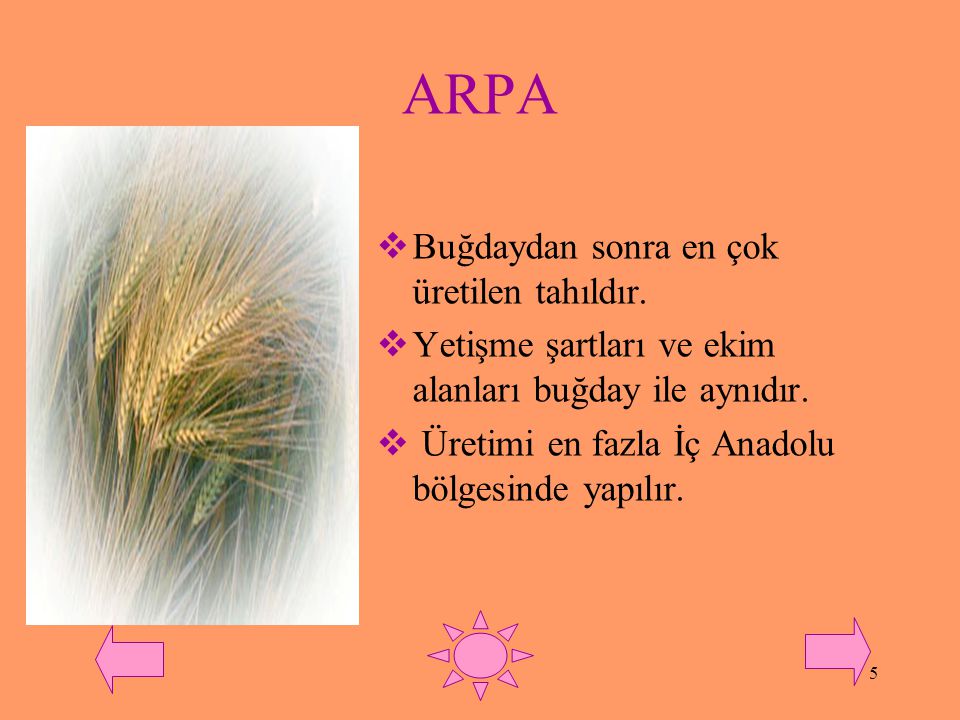 ARPA Buğdaydan sonra en çok üretilen tahıldır.