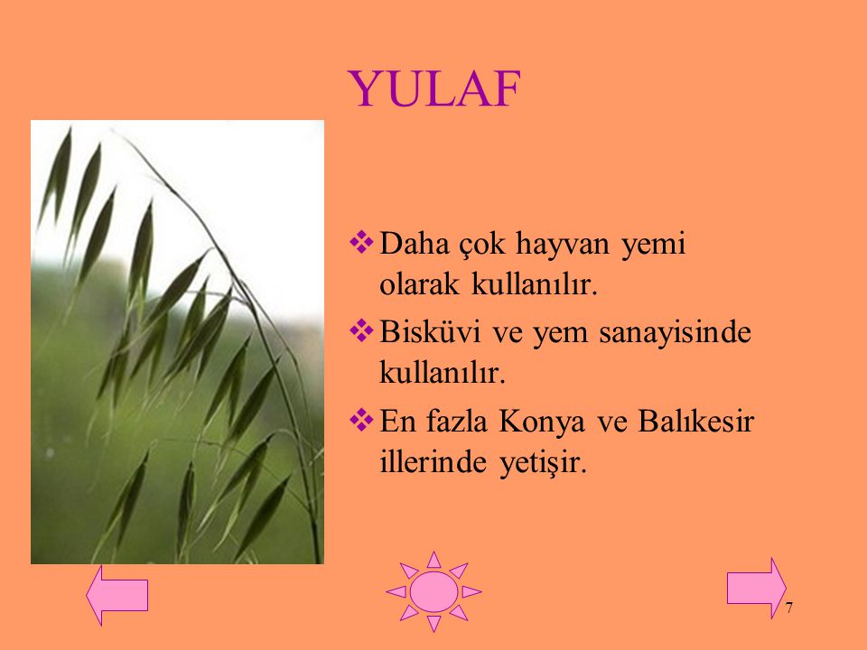 YULAF Daha çok hayvan yemi olarak kullanılır.