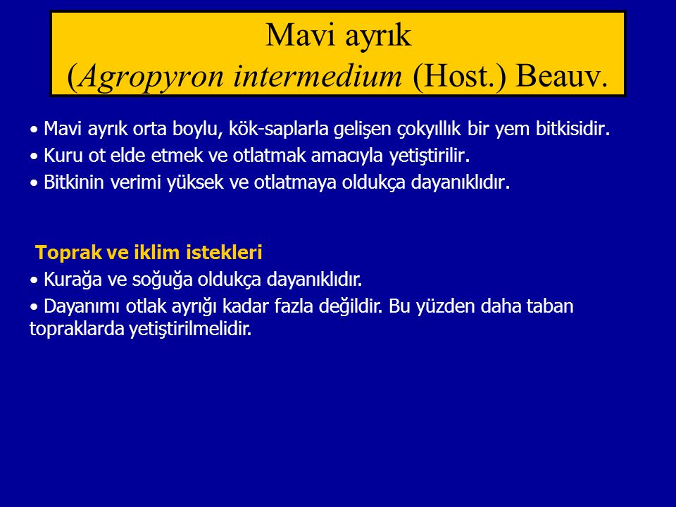 Mavi ayrık (Agropyron intermedium (Host.) Beauv.