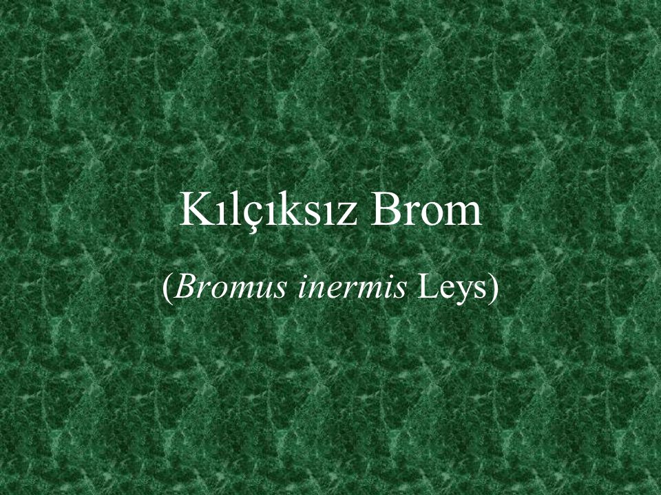 Kılçıksız Brom (Bromus inermis Leys)