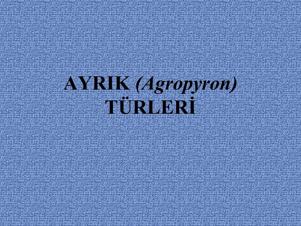AYRIK (Agropyron) TÜRLERİ