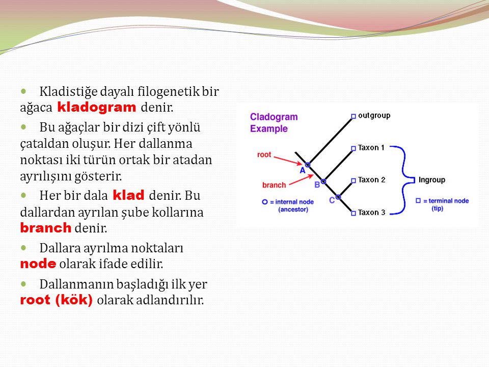 Psixikaning filogenetik taraqqiyoti презентация