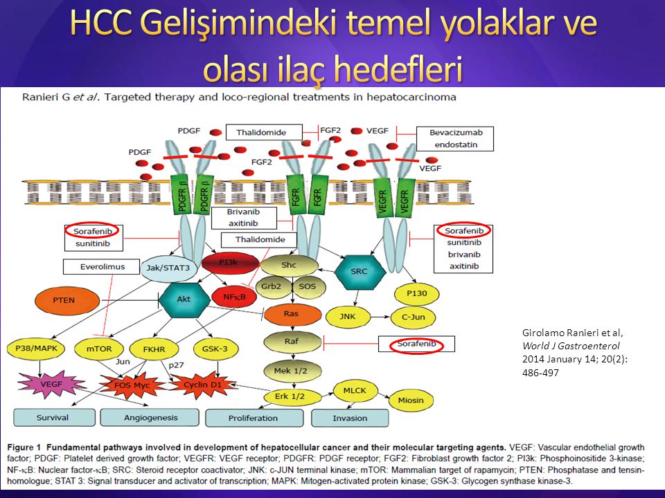 Targeted agents