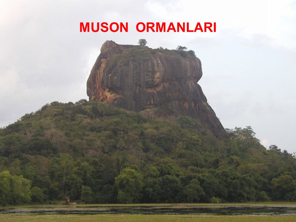 MUSON ORMANLARI
