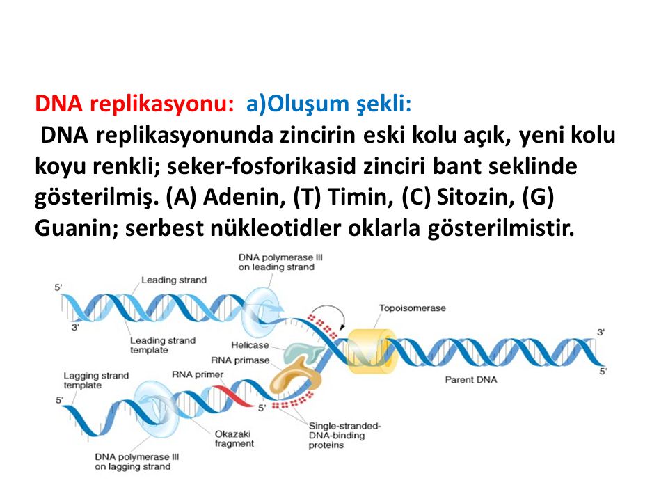 DNA replikasyonu: a)Oluşum şekli: