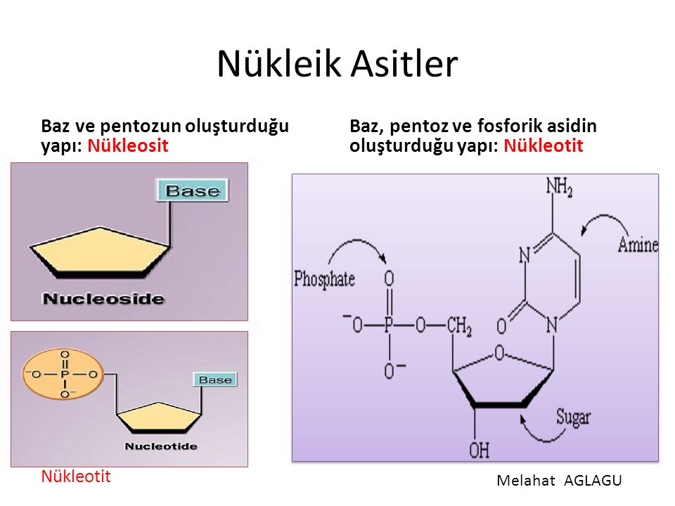 Nükleik Asitler Baz ve pentozun oluşturduğu yapı: Nükleosit