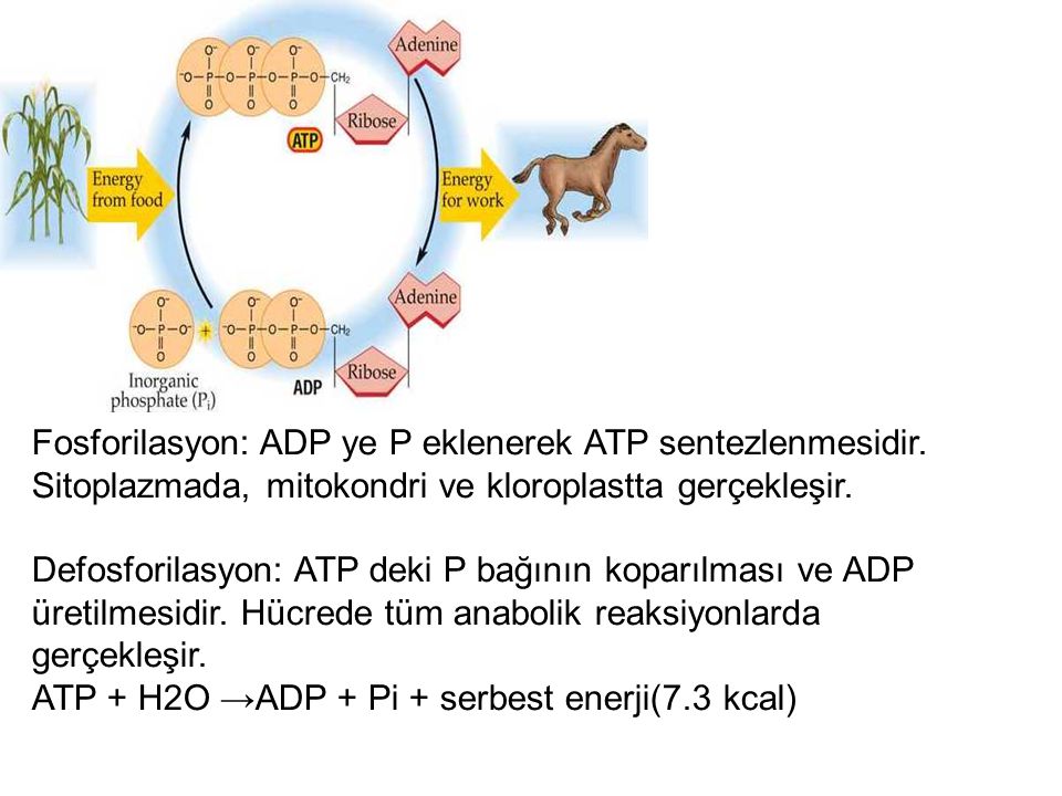 Fosforilasyon: ADP ye P eklenerek ATP sentezlenmesidir