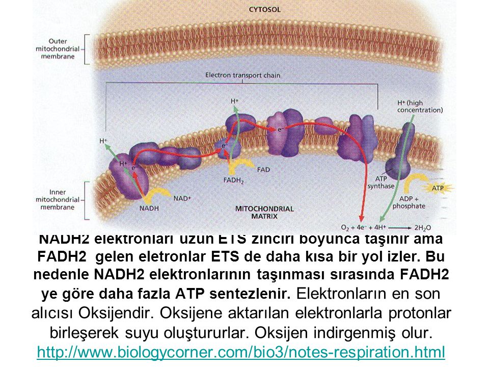 NADH2 elektronları uzun ETS zinciri boyunca taşınır ama FADH2 gelen eletronlar ETS de daha kısa bir yol izler.