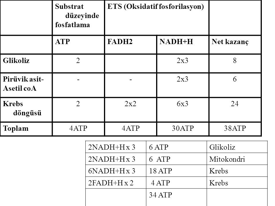 Substrat düzeyinde fosfatlama. ETS (Oksidatif fosforilasyon) ATP. FADH2. NADH+H. Net kazanç. Glikoliz.