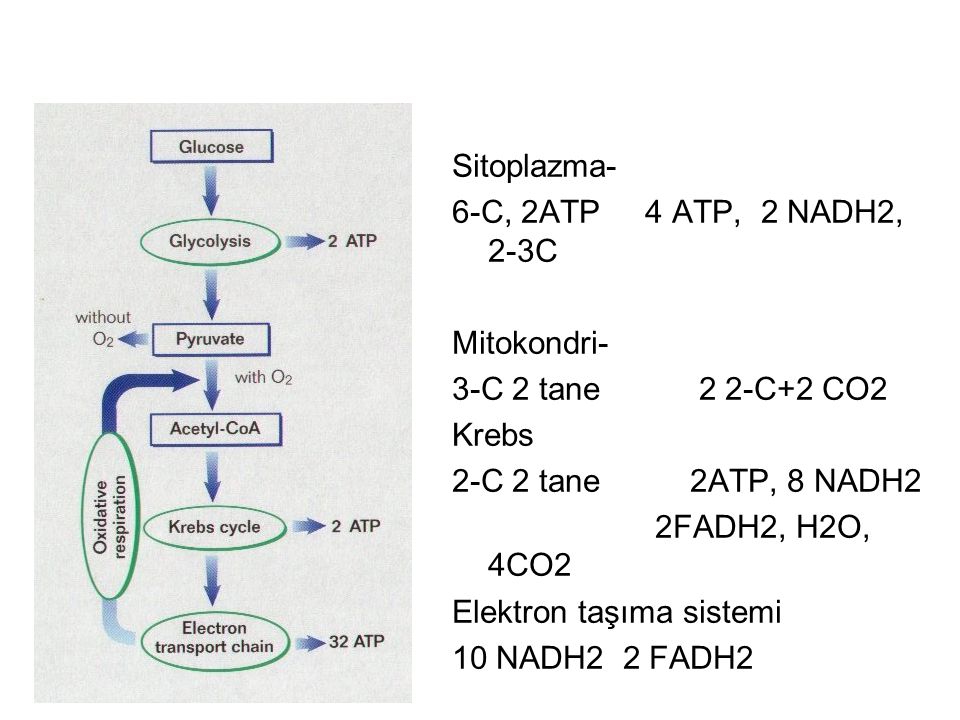 Sitoplazma- 6-C, 2ATP 4 ATP, 2 NADH2, 2-3C. Mitokondri- 3-C 2 tane 2 2-C+2 CO2. Krebs.