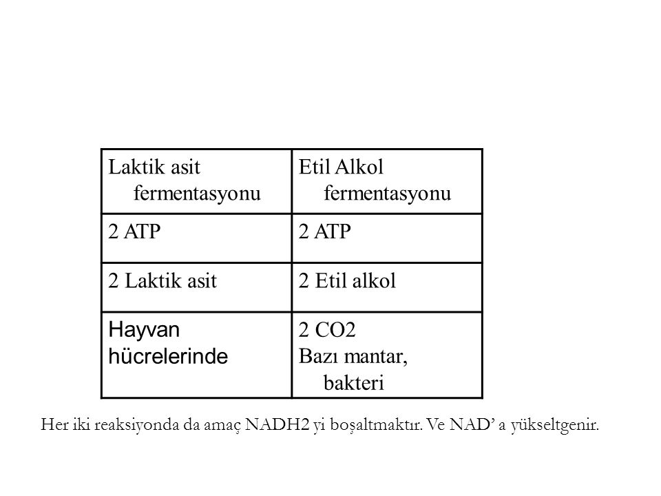 Laktik asit fermentasyonu Etil Alkol fermentasyonu 2 ATP 2 Laktik asit