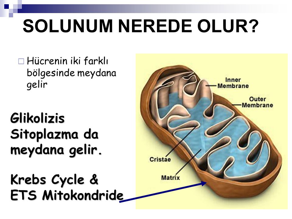 SOLUNUM NEREDE OLUR Glikolizis Sitoplazma da meydana gelir.