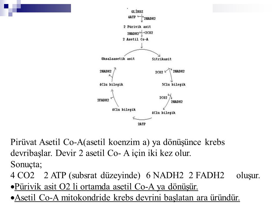 Pirüvat Asetil Co-A(asetil koenzim a) ya dönüşünce krebs devribaşlar