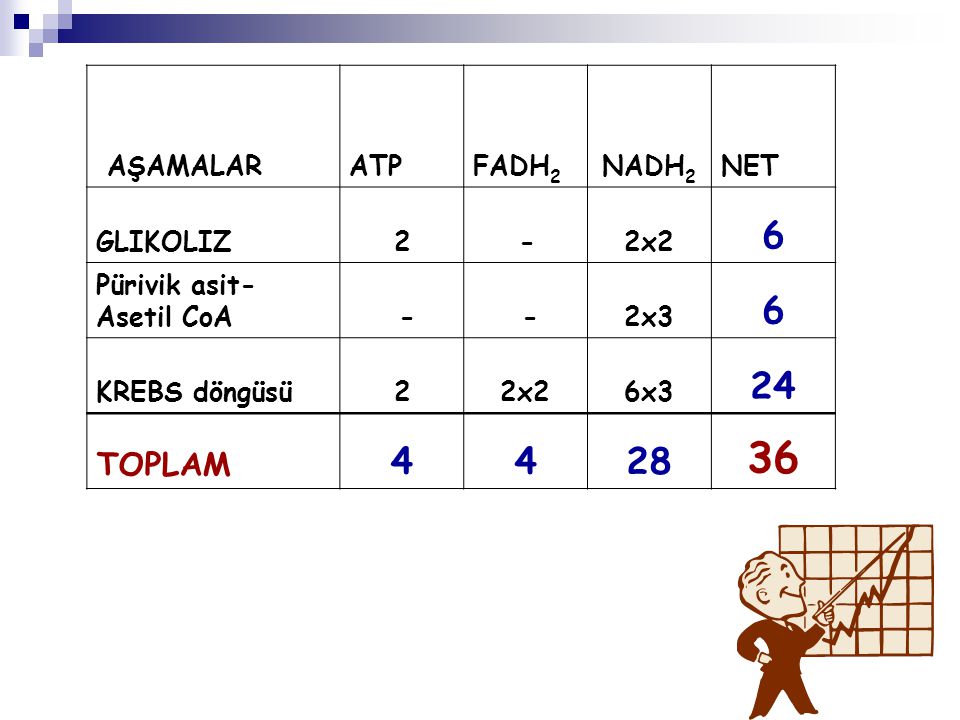 TOPLAM AŞAMALAR ATP FADH2 NADH2 NET GLIKOLIZ 2 - 2x2
