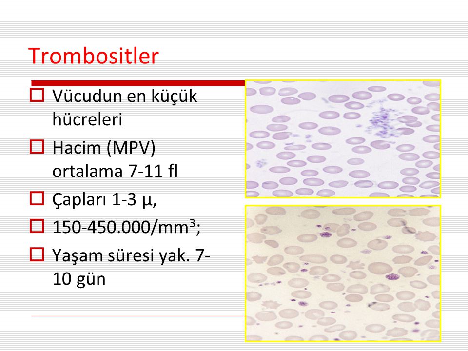 Trombositler Vücudun en küçük hücreleri Hacim (MPV) ortalama 7-11 fl