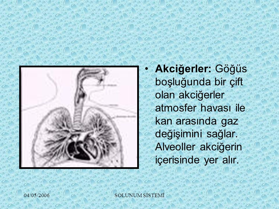 Akciğerler: Göğüs boşluğunda bir çift olan akciğerler atmosfer havası ile kan arasında gaz değişimini sağlar. Alveoller akciğerin içerisinde yer alır.