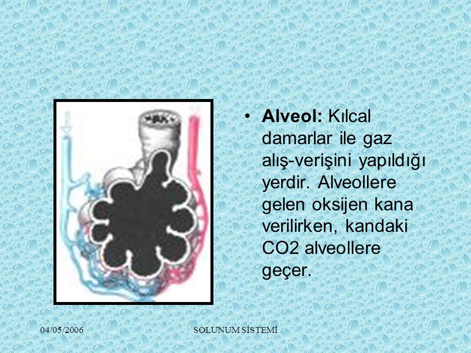 Alveol: Kılcal damarlar ile gaz alış-verişini yapıldığı yerdir