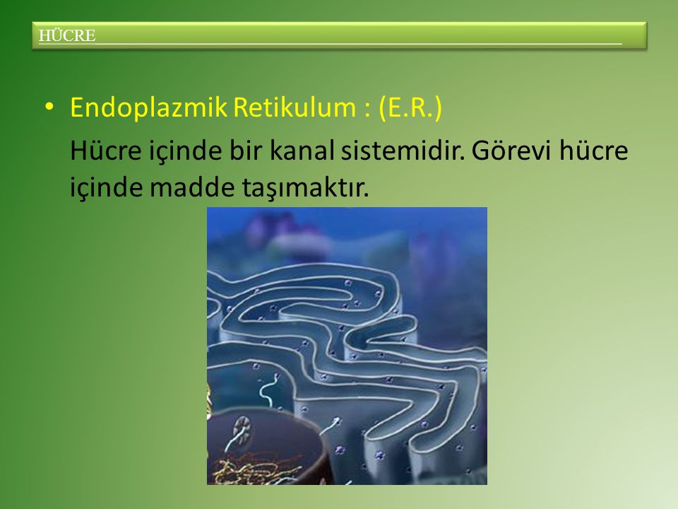 Endoplazmik Retikulum : (E.R.)