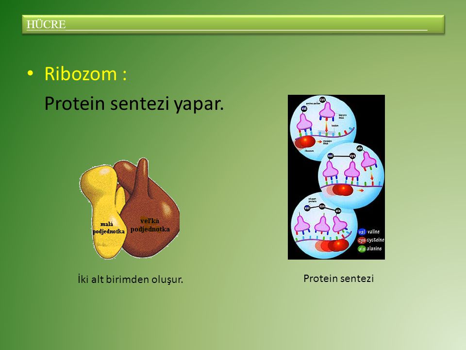 Ribozom : Protein sentezi yapar.