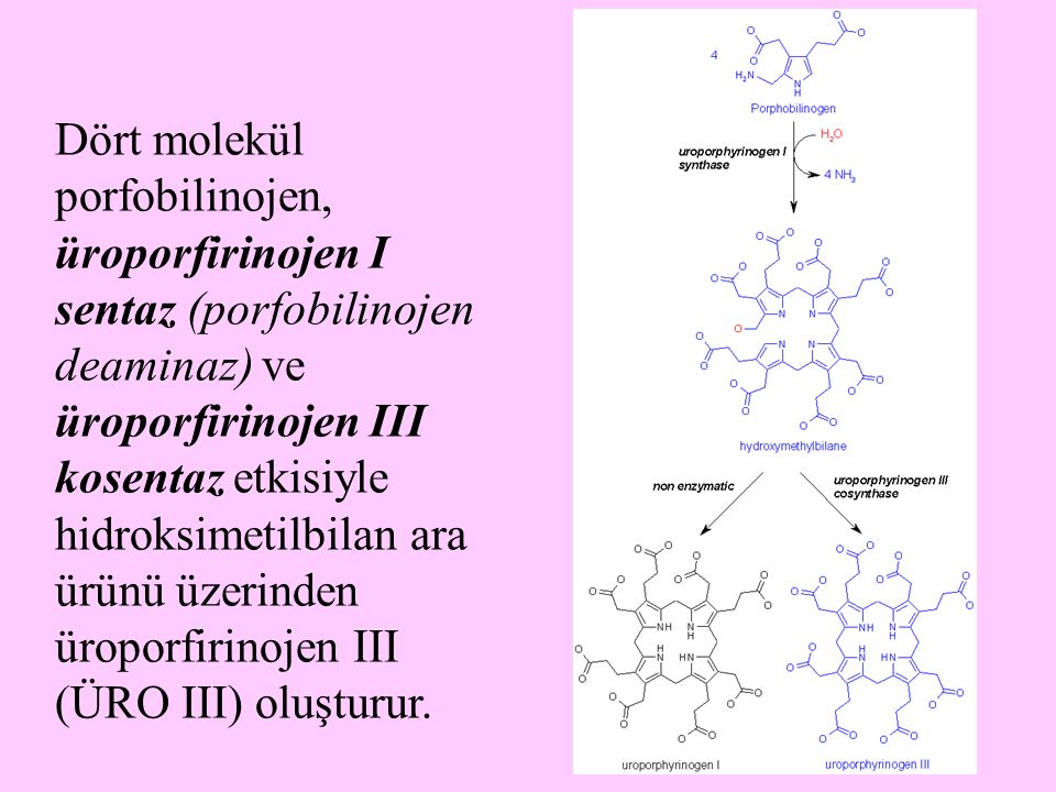 Dört molekül porfobilinojen, üroporfirinojen I sentaz (porfobilinojen deaminaz) ve üroporfirinojen III kosentaz etkisiyle hidroksimetilbilan ara ürünü üzerinden üroporfirinojen III (ÜRO III) oluşturur.