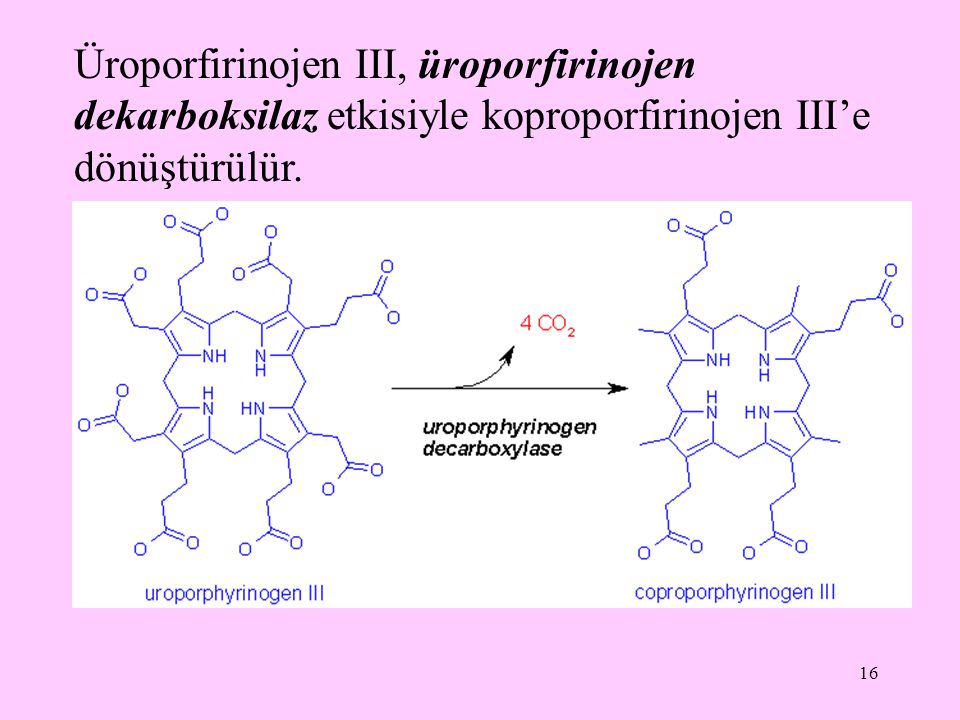 Üroporfirinojen III, üroporfirinojen dekarboksilaz etkisiyle koproporfirinojen III’e dönüştürülür.