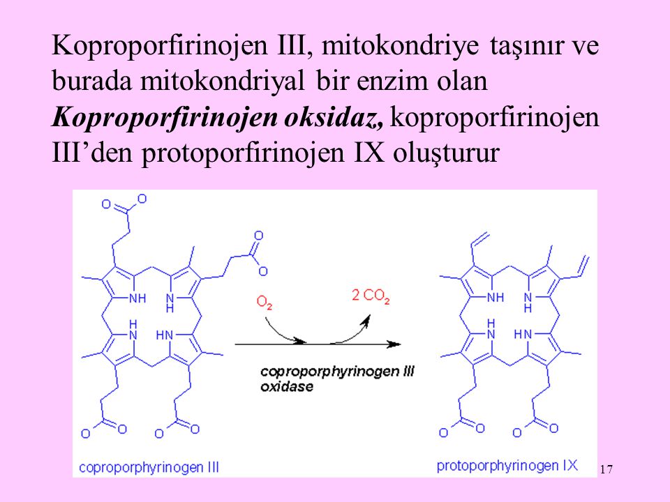 Koproporfirinojen III, mitokondriye taşınır ve burada mitokondriyal bir enzim olan Koproporfirinojen oksidaz, koproporfirinojen III’den protoporfirinojen IX oluşturur