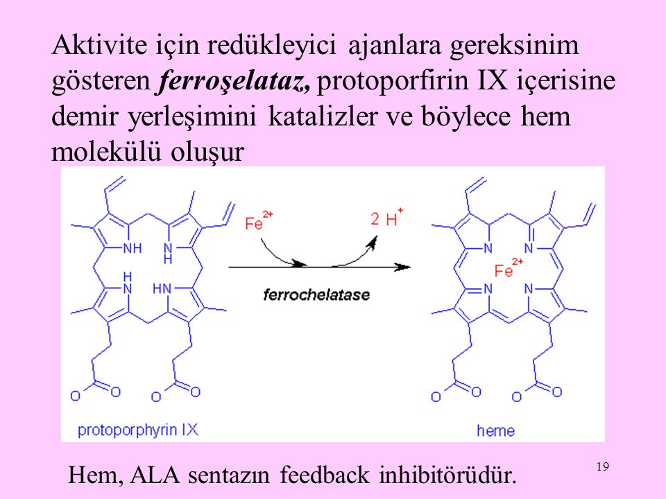 Aktivite için redükleyici ajanlara gereksinim gösteren ferroşelataz, protoporfirin IX içerisine demir yerleşimini katalizler ve böylece hem molekülü oluşur