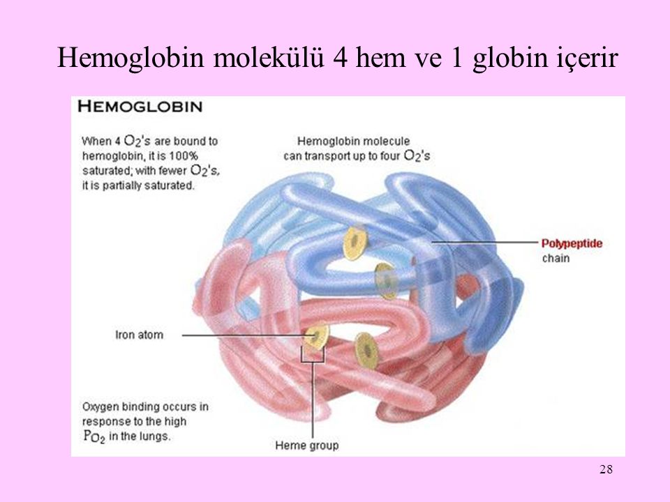 Hemoglobin molekülü 4 hem ve 1 globin içerir
