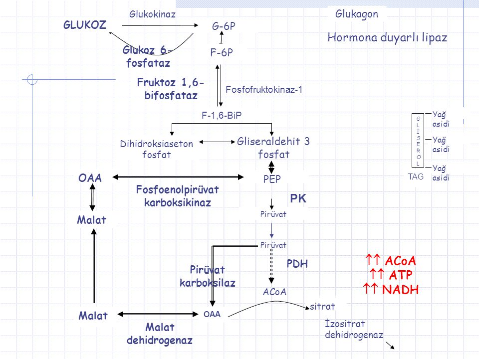Hormona duyarlı lipaz PK  ACoA  ATP  NADH Glukagon GLUKOZ G-6P