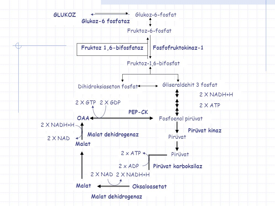 GLUKOZ Glukoz-6-fosfat. Glukoz-6 fosfataz. Fruktoz-6-fosfat. Fruktoz 1,6-bifosfataz. Fosfofruktokinaz-1.