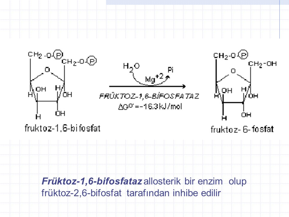 Früktoz-1,6-bifosfataz allosterik bir enzim olup früktoz-2,6-bifosfat tarafından inhibe edilir
