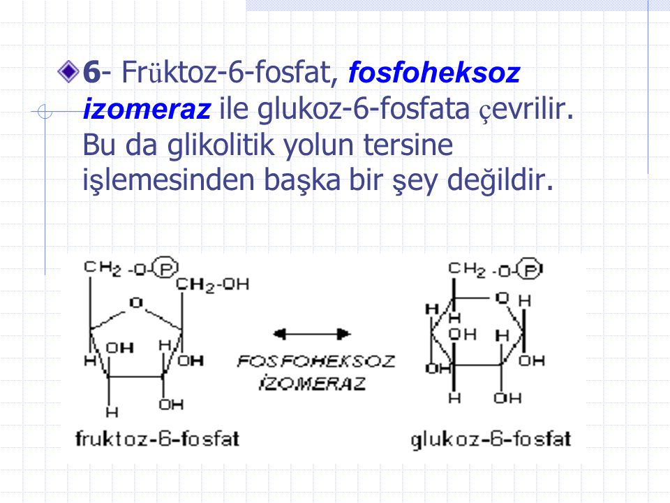 6- Früktoz-6-fosfat, fosfoheksoz izomeraz ile glukoz-6-fosfata çevrilir.