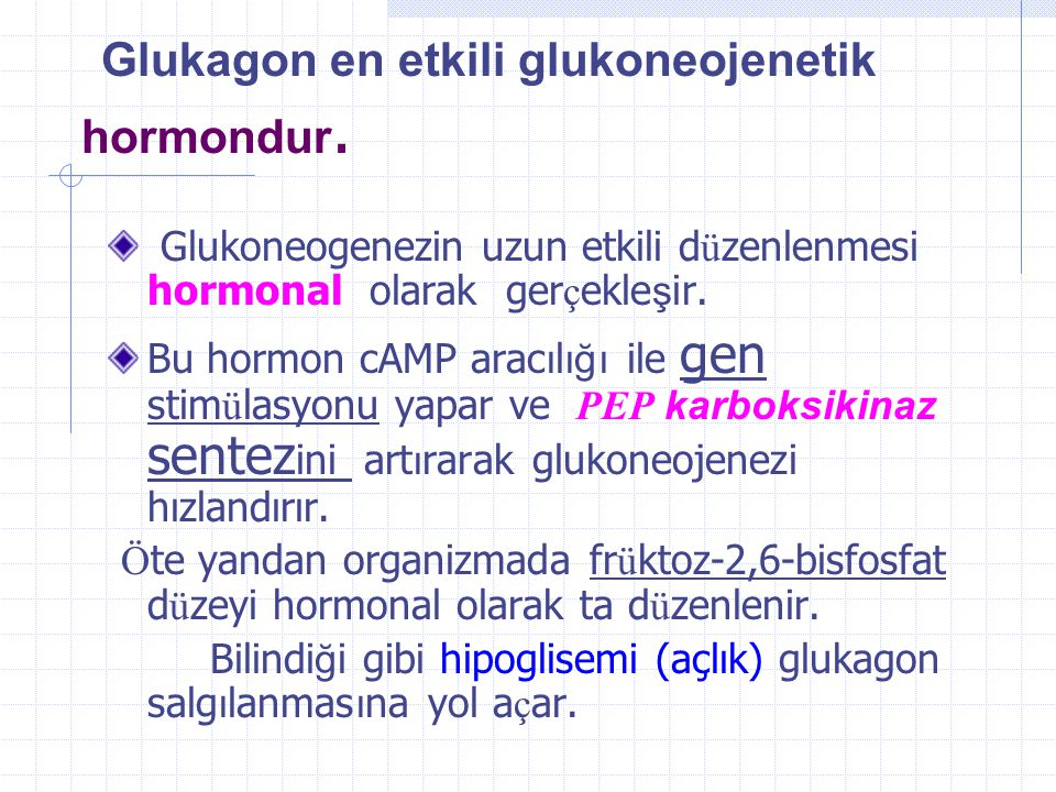 Glukagon en etkili glukoneojenetik hormondur.